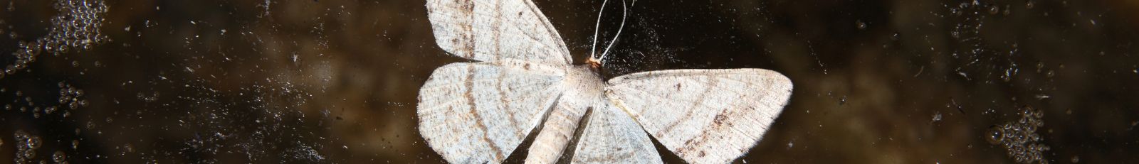 Image of moth on water.